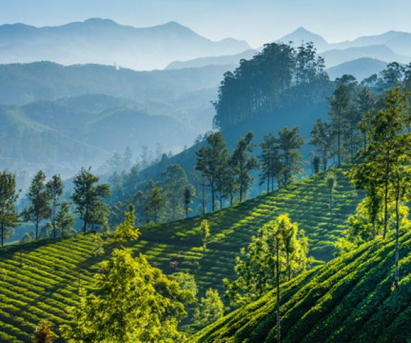 Guiding Through the Mist: A Memorable (and Slightly Chaotic) Darjeeling Tour