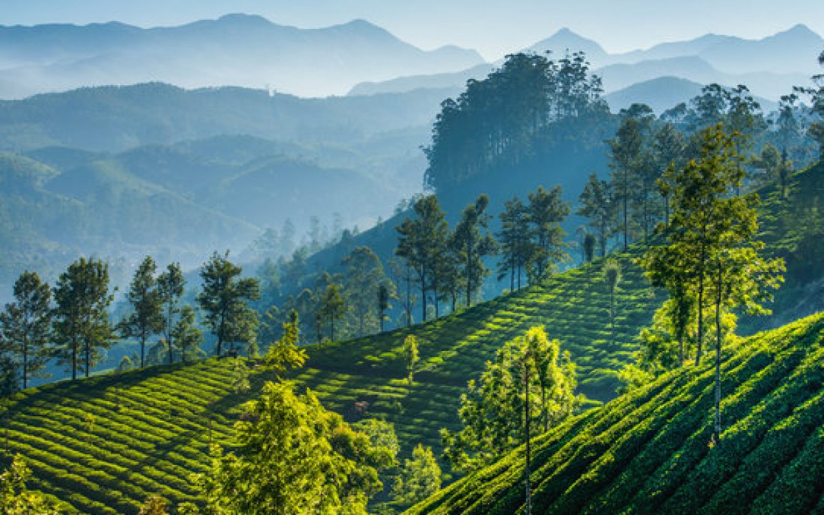 Guiding Through the Mist: A Memorable (and Slightly Chaotic) Darjeeling Tour